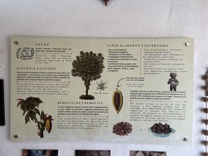 Info about cacao   at Mexicolate in Nayarit
