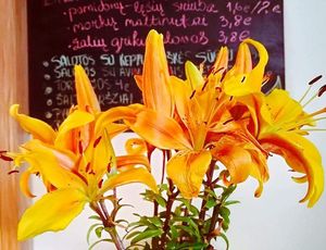 day's specials at Pupa Raw in Kaunas