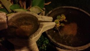 Shop at Back Home Cafe in Penang