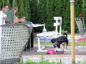 pets too are served at the restaurant at Loving Hut Pension in St Kanzian