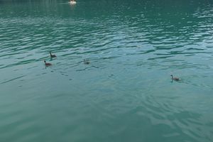 Some nice visitors :) at Loving Hut Pension in St Kanzian