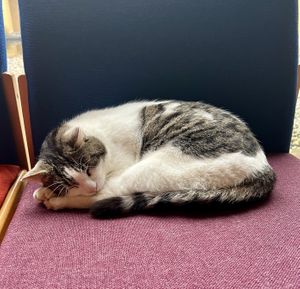 Diego the cat  at Centre for Alternative Technology Cafe in Machynlleth