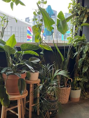 Pretty plants🧚🏻‍♀️  at Avo in Nashville