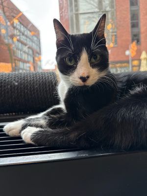 cat at Katzentempel Hamburg Hafencity in Hamburg