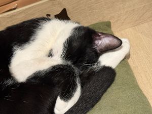 cat at Katzentempel Hamburg Hafencity in Hamburg