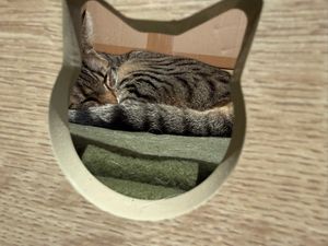 cat at Katzentempel Hamburg Hafencity in Hamburg