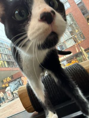 cat at Katzentempel Hamburg Hafencity in Hamburg