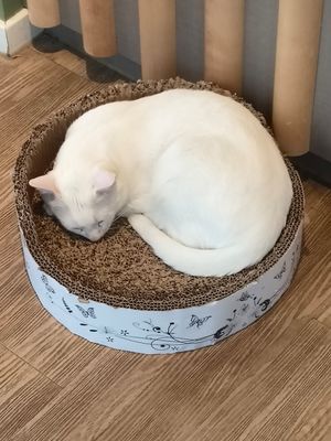  at Katzentempel Hamburg Hafencity in Hamburg