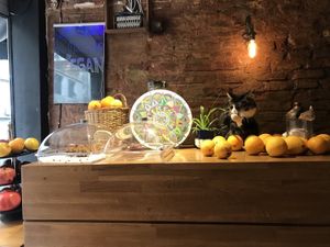 Community of Cats  at Vegan Community Kitchen in Istanbul