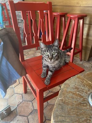 The stray cats are adorable 🥰   at Vegan Community Kitchen in Istanbul