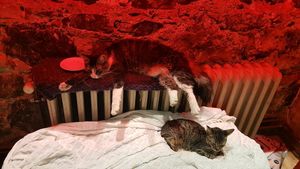 cats are guarding the place;) at Vegan Community Kitchen in Istanbul