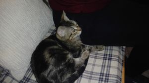 funny cat at Vegan Community Kitchen in Istanbul