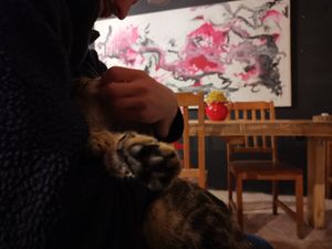 Schmusen mit der Katze at Vegan Community Kitchen in Istanbul