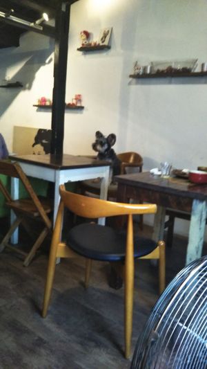 One of the dogs - Latte? at Cafe VG in Naha