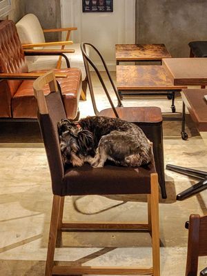 Resident dog at Cafe VG in Naha