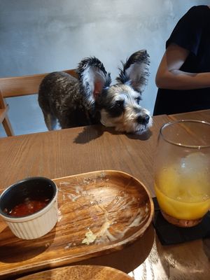 The dog barked at first but in the end was so nice. at Cafe VG in Naha