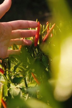  at Articolto | Gastronomia vegetale in Asti