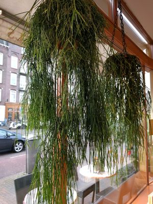 cool plants at Bagels & Beans - Waterlooplein in Amsterdam