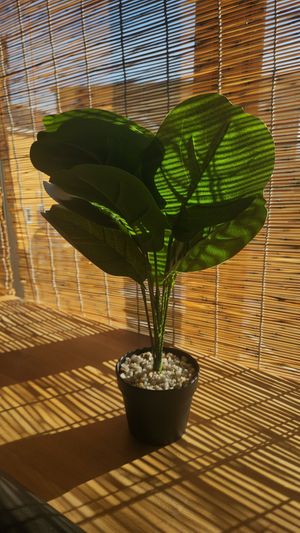 Go green! at Plant Nation in Yamanashi