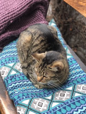 Cat at Mondays in Auckland