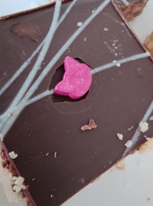 Sweet at Whiskers & Cream Cat Cafe London in London