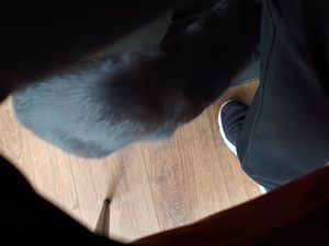 Cat at Whiskers & Cream Cat Cafe London in London