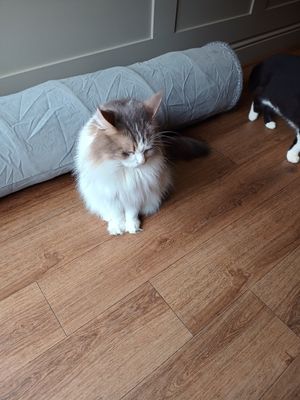 Cat at Whiskers & Cream Cat Cafe London in London