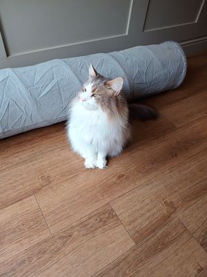 Cat at Whiskers & Cream Cat Cafe London in London
