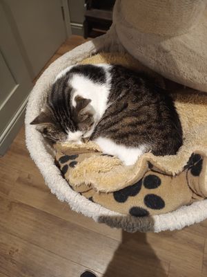 Cat at Whiskers & Cream Cat Cafe London in London