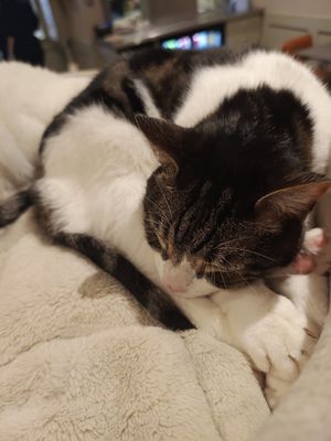 Cat at Whiskers & Cream Cat Cafe London in London