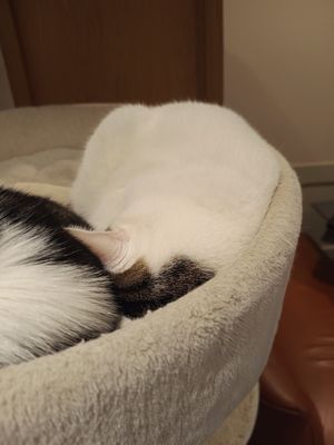 Cat at Whiskers & Cream Cat Cafe London in London