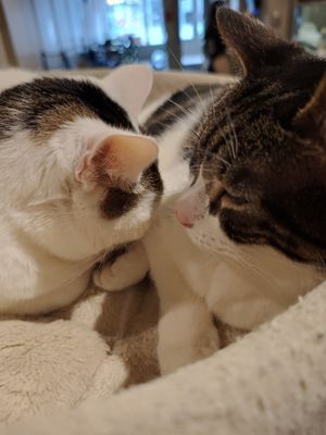  at Whiskers & Cream Cat Cafe London in London