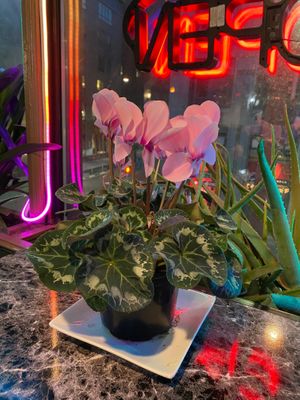  at My Thai Vegan Cafe in Boston