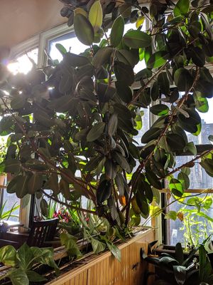 So many beautiful and well cared for plants inside at My Thai Vegan Cafe in Boston