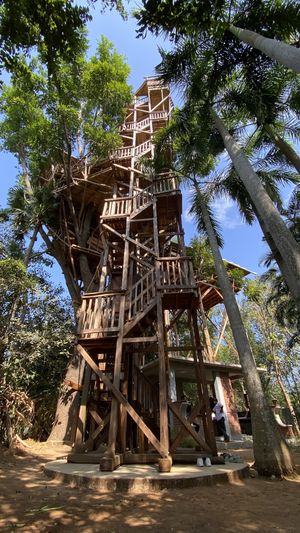 The Tree Top Kafe 🌳   at The Tree Top Kafe in Auroville
