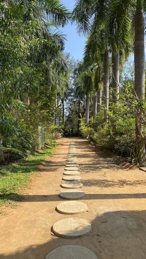 Path entrancee  at The Tree Top Kafe in Auroville