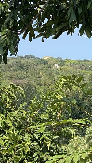 Matrimandir in the distance   at The Tree Top Kafe in Auroville