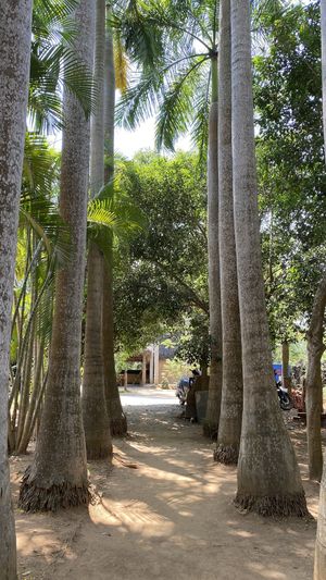 Entrance  at The Tree Top Kafe in Auroville