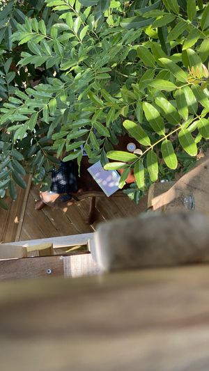 View  at The Tree Top Kafe in Auroville