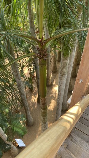View  at The Tree Top Kafe in Auroville