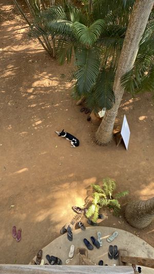 View 🐕   at The Tree Top Kafe in Auroville