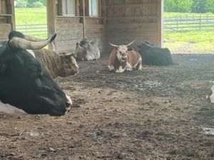   at Indraloka Animal Sanctuary in Dalton