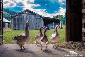 Beti, Lucy, LucyLou, Decha & Galen at Indraloka Animal Sanctuary in Dalton