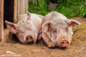 Nugget & Duncan at Indraloka Animal Sanctuary in Dalton