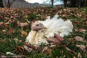 Hadaaya at Indraloka Animal Sanctuary in Dalton