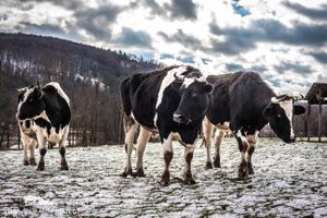 Houdini, Nandi, & Ogie at Indraloka Animal Sanctuary in Dalton