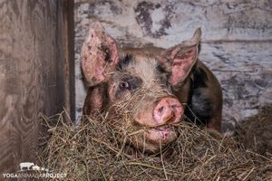 Dominic at Indraloka Animal Sanctuary in Dalton