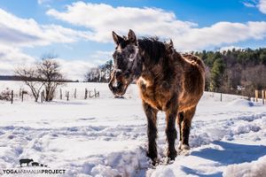 Quicker at Indraloka Animal Sanctuary in Dalton
