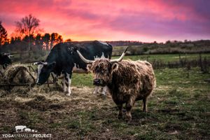 Snuffleupagus at Indraloka Animal Sanctuary in Dalton