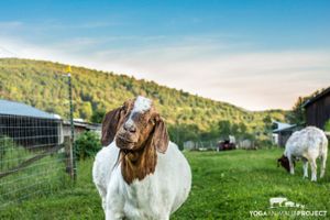 Vanna at Indraloka Animal Sanctuary in Dalton